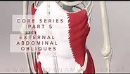 Core Series Part 5: External Abdominal Oblique Muscles (3D Animation)