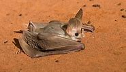 The Australian ghost bat is the sweetest (almost) vampire