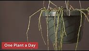 Cynanchum marnierianum (Bundle of sticks) Houseplant Care — 149 of 365