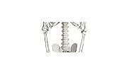 Halloween Life Size Skeleton, 5.4FT Skeleton Decor Realistic Full Body Bones Poseable Halloween Skeleton Prop with Movable Joints for Indoor Outdoor Party Haunted House Lawn Décor