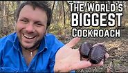 Giant Burrowing Cockroach - The World’s Heaviest Cockroach