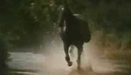 Black Beauty Theme (Galloping Home) - Denis King 1972