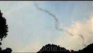Bats swarm flying in endless undulating ribbon in sky (Deer Cave, Mulu national park, Borneo)