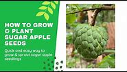 How To Grow Sugar Apple (Sweetsop) From Seed