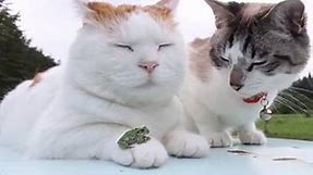 Cat and frog straight up chillin'. - Animals Being Awesome
