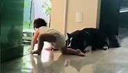 Cute Dog Rescues Baby From Leaving House!