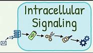 Intracellular Signaling / Second Messenger System