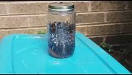 How to Build a HOMEMADE FLY TRAP Bait