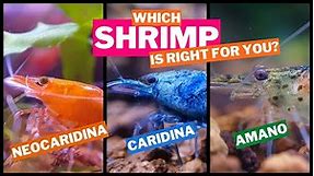 WHICH SHRIMP IS RIGHT FOR YOU? A Guide To Freshwater Shrimp