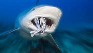 What Do Sharks Eat? Exploring the Shark Food Chain - Discovery UK