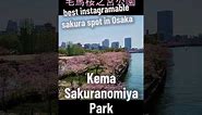 Best Instagramable Cherry Blossom Spot in Osaka 🌸✨
