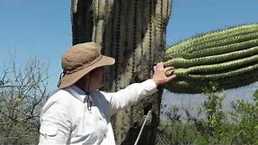 Saguaro Cactus and the Sonoran Desert Ecosystem