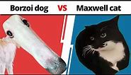 Borzoi Dog vs. Maxwell Cat [MEME Fight]