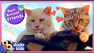 These Two Cats Are Each Other’s Valentines ❤️ | Dodo Kids | Best Animal Friends