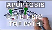 Mechanism of Extrinsic Pathway of Apoptosis | TNF Path
