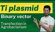 Binary vector ti plasmid | transfection in plant agrobacterium tumefaciens
