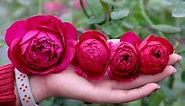 Tìm hiểu hoa hồng ngoại Autumn Rouge rose | Hoa hồng Nhật tím đỏ thơm nhất