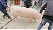 Pig Slaughter - More than two hundred pounds of pigs don't know how much this pig is too big