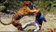 tiger eat a man alive....