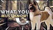 AKITA 101! Everything You Need To Know About Owning A Akita Puppy