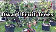 DWARF FRUIT TREES In Containers