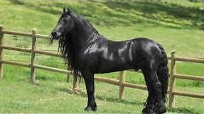 Highly acclaimed Friesian Stallion, SPECTACULAR, JAW-DROPPING