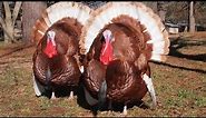 TOP 8 Biggest Turkey Breeds in the World