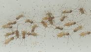 Breeding Crickets - Pinheads!