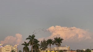 FOXES CAUSING FLAMINGOS TO LEAVE HIALEAH PARK FOR THE NIGHT Each night just after sunset a skulk of at least 5 foxes have been causing the flamingos at Hialeah Park to flee. The video shows a nearby barking fox trotting toward the flamingos and at 7:26 two other foxes. Other videos show two more foxes all of which caused the flamingos to take flight and prevent them from landing. Several minutes after leaving the park they landed at the Miami Springs sludge lagoon known by locals as the “clay pi