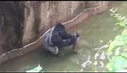 Police Open Criminal Investigation Amid Cincinnati Zoo Gorilla Incident