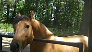 horse eating banana eats peel too