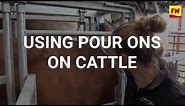 Using pour ons on cattle