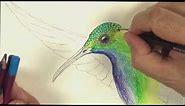 How to Draw a Hummingbird with Colour Pencils