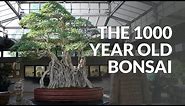 1000 year old Ficus Bonsai