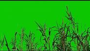 grass green screen video