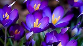 Beautiful Purple Flowers (HD1080p)