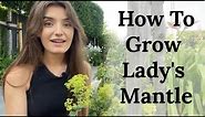 How To Grow Lady's Mantle (Alchemilla mollis)