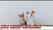 Funny Cat Photobombs: Perfect Timing and Hilarious Results!