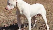 Trained all White Red nose Pit bull for sale