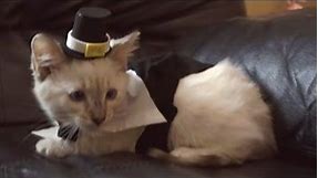 Cat's First Thanksgiving - Funny #Thanksgiving cat video
