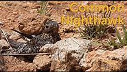 Common Nighthawk: Bullbat