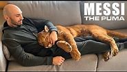Messi The Puma is a Big Ol’ House Cat