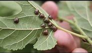 What you should know about Kudzu bugs