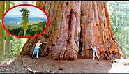 15 Biggest Trees In The World