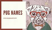 251  Pug Names: Funny, Cute, Unique   [Naming Tips]
