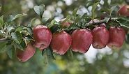 How to Grow Apple Trees in 10 EASY Steps