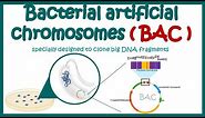 Bacterial artificial chromosome (BAC) | What is the purpose of using BAC and YAC vectors?
