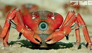 Robotic Spy Crab Plays Own Version Of Frogger On Christmas Island!