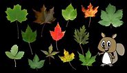 Maple Leaves - Nature / Fall Foliage - The Kids' Picture Show (Fun & Educational Learning Video)