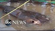 Giant stingray is thought to be world's largest freshwater fish l ABC News